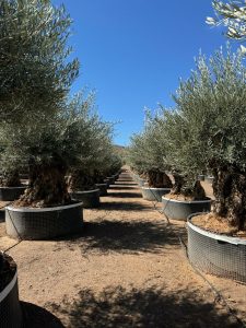Olijfboom Bonsai - Olea Europaea - 350 jaar - stamomtrek 270 cm