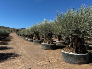 Olijfboom Bonsai - Olea Europaea - 350 jaar - stamomtrek 270 cm
