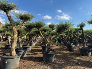 Olijfboom Pom pon XL - Olea Europaea