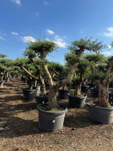 Olijfboom Pom pon XL - Olea Europaea