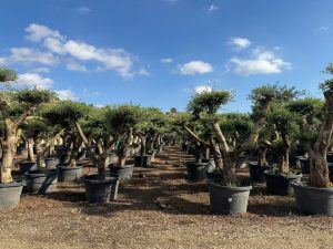 Olijfboom Pom pon XL - Olea Europaea