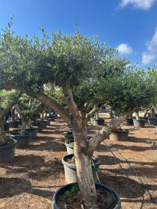Olijfboom Pom pon XL - Olea Europaea