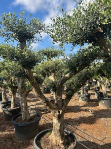 Olijfboom Pom pon XL - Olea Europaea