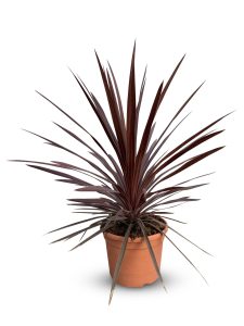 Palmboom - Cordyline australis ‘Red Star’