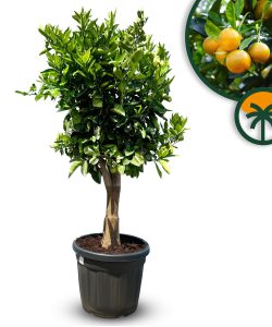 Sinaasappelboom - Citrus Sinensis XL - 180 cm - stamomtrek 25-30 cm
