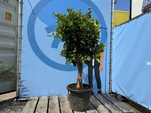 Sinaasappelboom - Citrus Sinensis XL - 180 cm - stamomtrek 25-30 cm