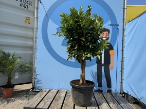 Sinaasappelboom - Citrus Sinensis XL - 180 cm - stamomtrek 25-30 cm