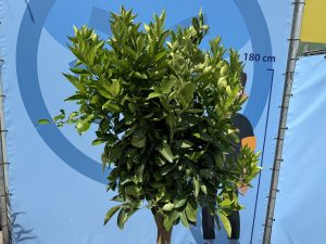 Sinaasappelboom - Citrus Sinensis XL - 180 cm - stamomtrek 25-30 cm