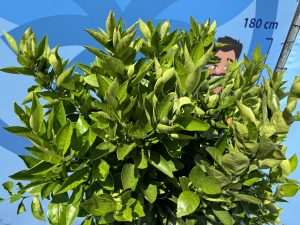Sinaasappelboom - Citrus Sinensis XL - 180 cm - stamomtrek 25-30 cm