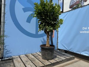 Sinaasappelboom - Citrus Sinensis XL - 180 cm - stamomtrek 25-30 cm
