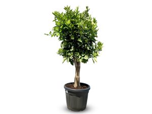 Sinaasappelboom - Citrus Sinensis XL - 180 cm - stamomtrek 25-30 cm
