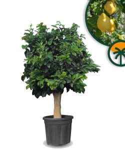 Citroenboom - Citrus Lemon - XL - 200 cm