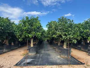 Citroenboom - Citrus Lemon - XL - 200 cm