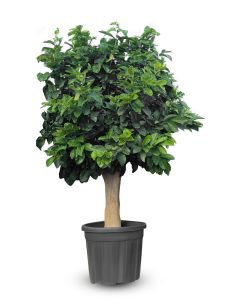 Citroenboom - Citrus Lemon - XL - 200 cm