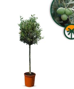 Olijfboom - Olea Europaea - 130 cm - Gladde stam
