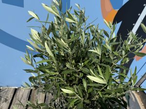 Olijfboom - Olea Europaea - 130 cm - Gladde stam