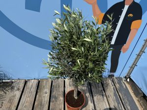 Olijfboom - Olea Europaea - 130 cm - Gladde stam