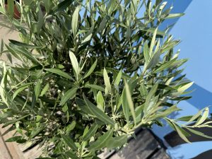 Olijfboom - Olea Europaea - 130 cm - Gladde stam