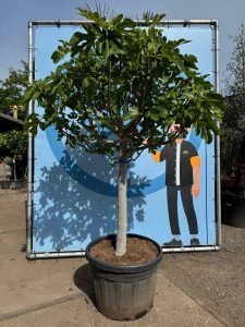 Vijgenboom - Ficus Carica Cuello de dama blanca  - 40 jaar oude boom