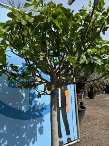 Vijgenboom - Ficus Carica Cuello de dama blanca  - 40 jaar oude boom
