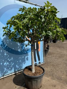 Vijgenboom - Ficus Carica Cuello de dama blanca  - 40 jaar oude boom