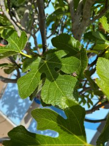 Vijgenboom - Ficus Carica Cuello de dama blanca  - 40 jaar oude boom