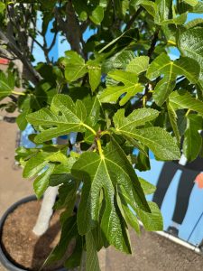 Vijgenboom - Ficus Carica Cuello de dama blanca  - 40 jaar oude boom