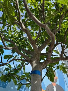 Vijgenboom - Ficus Carica Cuello de dama blanca  - 40 jaar oude boom