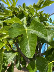 Vijgenboom - Ficus Carica Cuello de dama blanca  - 40 jaar oude boom
