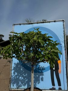 Vijgenboom - Ficus Carica Cuello de dama blanca  - 40 jaar oude boom