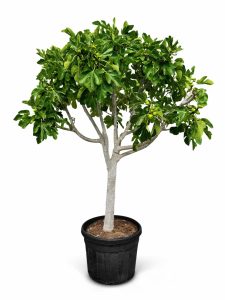 Vijgenboom - Ficus Carica Cuello de dama blanca  - 40 jaar oude boom