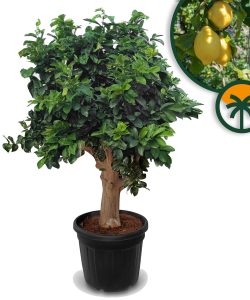 Citroenboom - Citrus Lemon XXL - 240 cm