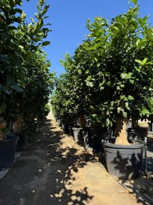 Citroenboom - Citrus Lemon XXL - 240 cm