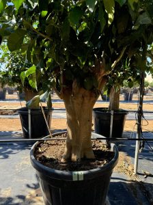 Citroenboom - Citrus Lemon XXL - 240 cm