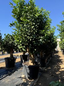 Citroenboom - Citrus Lemon XXL - 240 cm