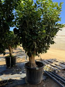Citroenboom - Citrus Lemon XXL - 240 cm
