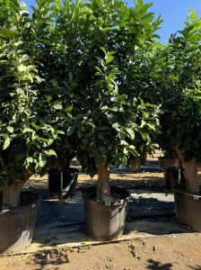 Citroenboom - Citrus Lemon XXL - 240 cm