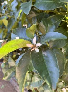 Citroenboom - Citrus Lemon XXL - 240 cm