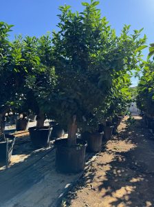 Citroenboom - Citrus Lemon XXL - 240 cm