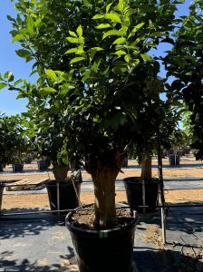 Citroenboom - Citrus Lemon XXL - 240 cm