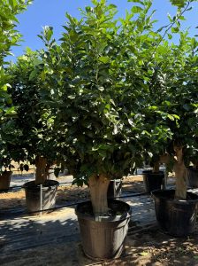 Citroenboom - Citrus Lemon XXL - 240 cm