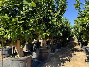 Citroenboom - Citrus Lemon XXL - 240 cm