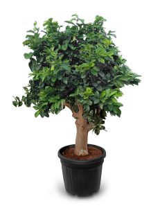 Citroenboom - Citrus Lemon XXL - 240 cm