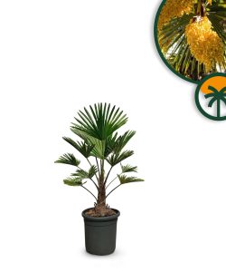 Palmboom - Trachycarpus Wagnerianus