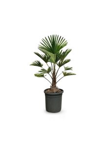 Palmboom - Trachycarpus Wagnerianus