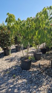 Perzische slaapboom - Albizia julibrissin  - Multistam XL