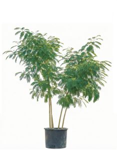 Perzische slaapboom - Albizia julibrissin  - Multistam XL