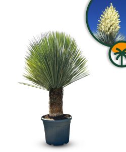 Palmboom - Yucca Rostrata 40-50 cm stamhoogte