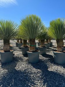 Palmboom - Yucca Rostrata 40-50 cm stamhoogte