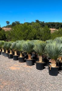 Palmboom - Yucca Rostrata 40-50 cm stamhoogte
